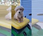 Dodger - Male Golden Retriever Puppy for Sale - Photo #8