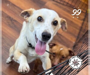 Mutt Dogs for adoption in Princeton, British Columbia, Canada