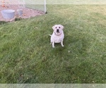 Small Photo #10 Labrador Retriever Puppy For Sale in MOSES LAKE, WA, USA