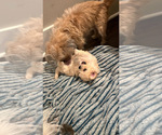 Puppy 1 Yorkshire Terrier
