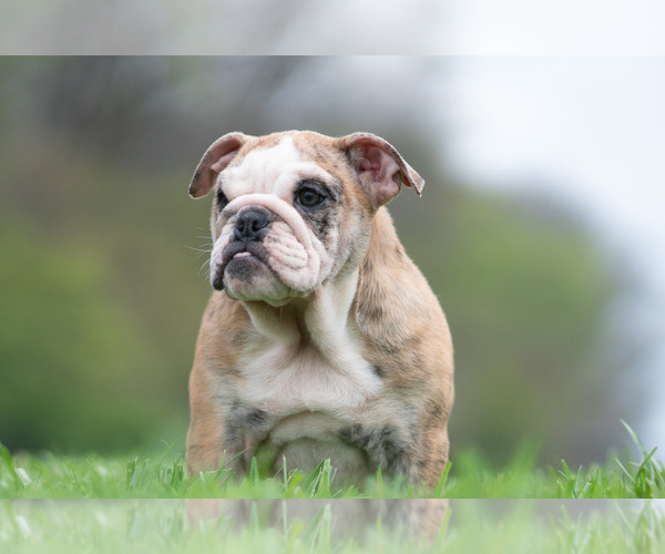 Medium Photo #11 Bulldog Puppy For Sale in WARSAW, IN, USA