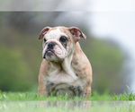 Small #10 Bulldog
