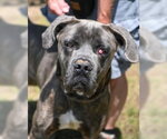 Small Photo #6 Mastiff Puppy For Sale in Glen Allen, VA, USA