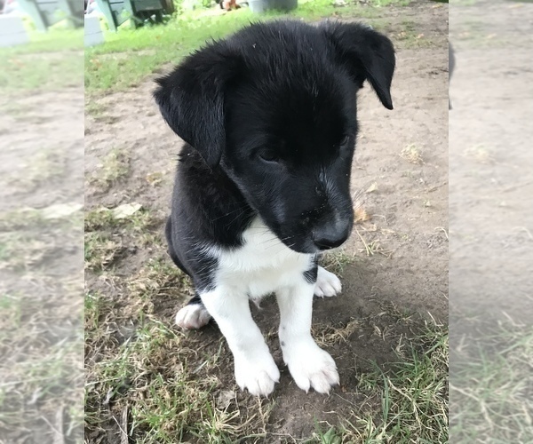 Medium Photo #7 Border Collie Puppy For Sale in CHAUMONT, NY, USA