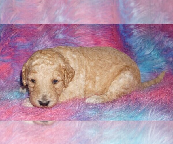 Medium Photo #2 Labradoodle mix (+ Poodle Standard) Puppy For Sale in LA HABRA, CA, USA
