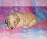 Small #1 Labradoodle mix (+ Poodle Standard)