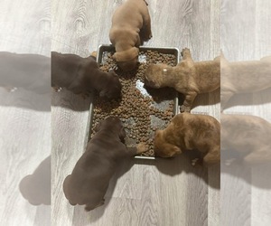 Olde English Bulldogge Litter for sale in CEDAR BLUFF, AL, USA