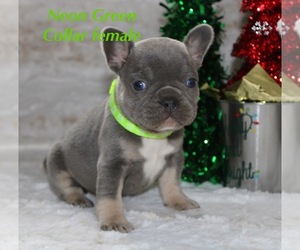 French Bulldog Puppy for sale in RICHLAND, IA, USA