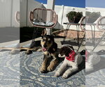 Small Photo #8 Mutt Puppy For Sale in Sandy, UT, USA