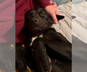 Mutt Dogs for adoption in Sandy, UT, USA