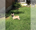 Small Photo #5 French Bulldog Puppy For Sale in READING, PA, USA