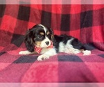 Small #9 Cavalier King Charles Spaniel