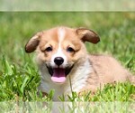 Small #1 Pembroke Welsh Corgi