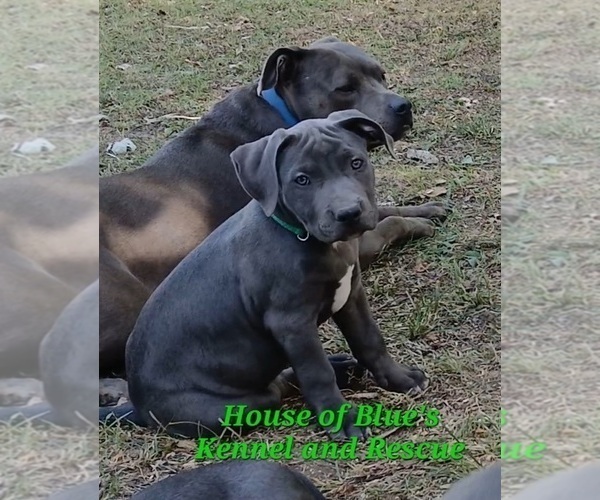 Medium Photo #4 American Pit Bull Terrier Puppy For Sale in DELAWARE, OH, USA
