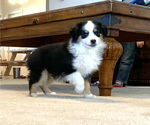 Small Photo #8 Miniature Australian Shepherd Puppy For Sale in BEATTY, OR, USA