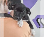 Small #4 Border Collie Mix