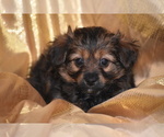 Small #3 YorkiePoo