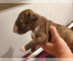 Small Photo #8 Bull Terrier Puppy For Sale in BUCKLIN, KS, USA