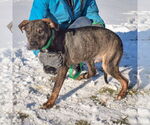 Small #1 Catahoula Leopard Dog-Labrador Retriever Mix