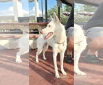 Small #1 German Shepherd Dog-Siberian Husky Mix