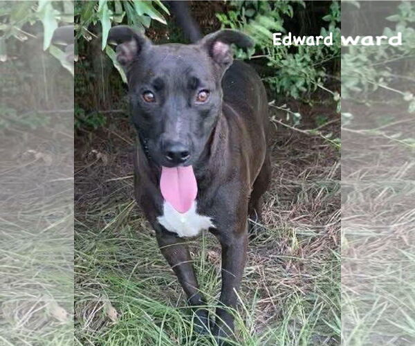 Medium Photo #4 Mutt Puppy For Sale in Ridgefield, CT, USA