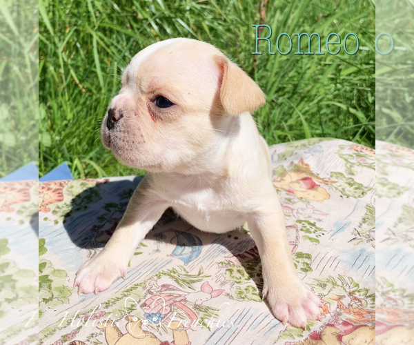 Medium Photo #6 French Bulldog Puppy For Sale in EUGENE, OR, USA