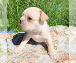 Small Photo #6 French Bulldog Puppy For Sale in EUGENE, OR, USA