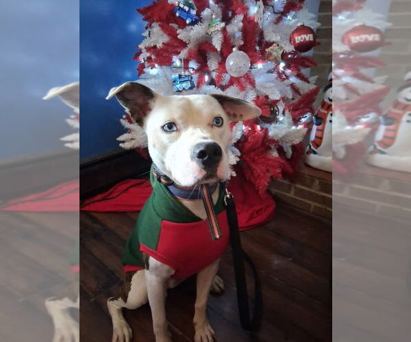 Medium Photo #2 American Pit Bull Terrier-Unknown Mix Puppy For Sale in Germantown, OH, USA