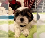 Small Photo #5 Shih Tzu Puppy For Sale in MOORESVILLE, NC, USA