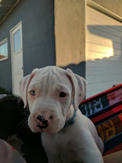 Bullboxer Pit Puppy for sale in LAS VEGAS, NV, USA