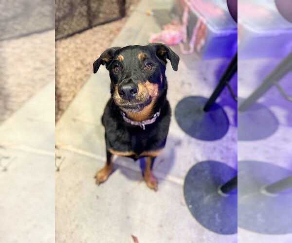 Medium Photo #15 Rottweiler Puppy For Sale in Gilbert, AZ, USA