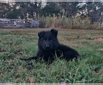 Small #11 German Shepherd Dog
