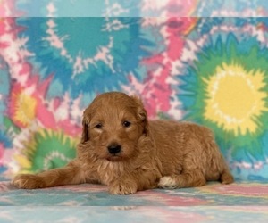Labradoodle-Poodle (Standard) Mix Puppy for sale in LANCASTER, PA, USA