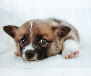 Pembroke Welsh Corgi Puppy for sale in SAN FRANCISCO, CA, USA