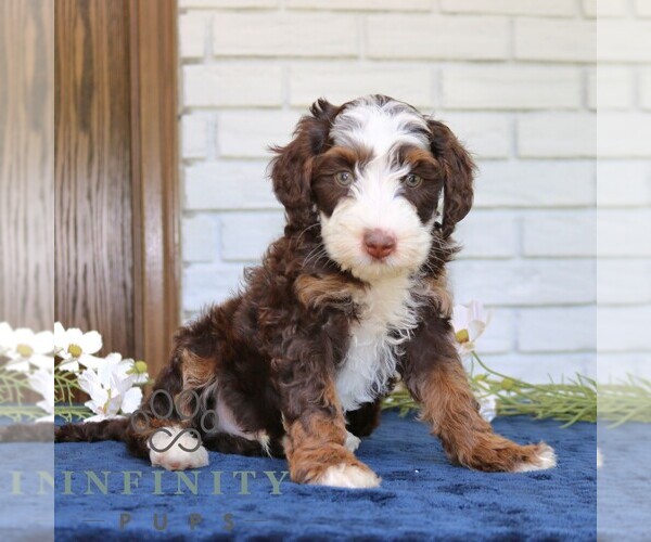 Medium Photo #4 Bernedoodle (Miniature) Puppy For Sale in NARVON, PA, USA