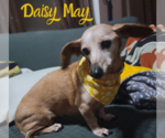 Small Photo #15 Dachshund Puppy For Sale in San Antonio, TX, USA