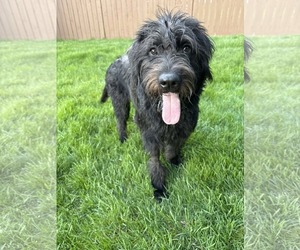 Labradoodle Dogs for adoption in Rockaway, NJ, USA