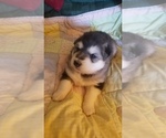 Small Photo #7 Alaskan Malamute Puppy For Sale in PINE VILLAGE, IN, USA