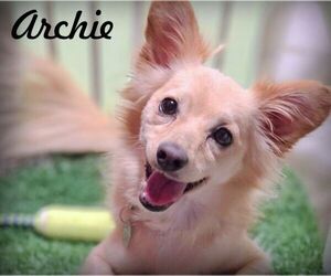 Chiranian Dogs for adoption in Tustin, CA, USA