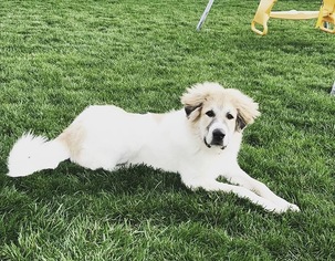 Great Pyrenees Puppy for sale in OREGON, OH, USA