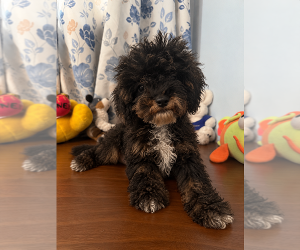 Medium Photo #16 Havapoo Puppy For Sale in DURHAM, CT, USA