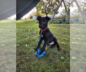 **SIMON** - Male Border Collie-Unknown Mix Dog for Adoption