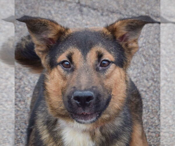 Medium Photo #6 Feist Terrier-German Shepherd Dog Mix Puppy For Sale in Huntley, IL, USA