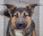 Small #5 Feist Terrier-German Shepherd Dog Mix