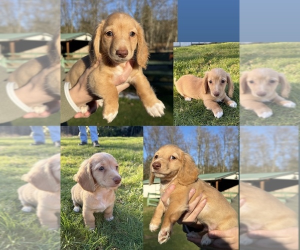 Medium Photo #9 Dachshund Puppy For Sale in MARYSVILLE, WA, USA