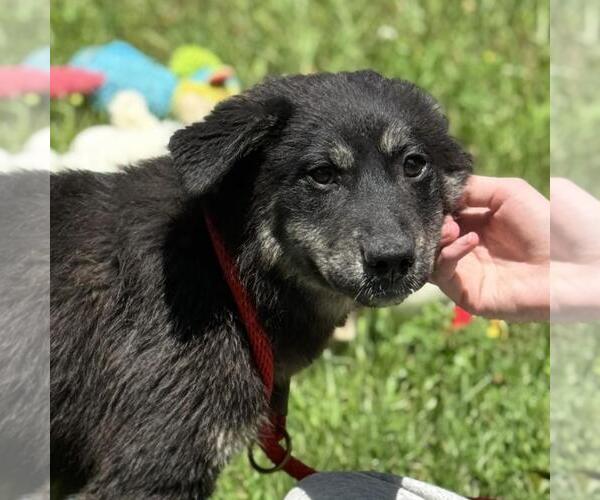 Medium Photo #1 Huskies -Unknown Mix Puppy For Sale in Yardley, PA, USA