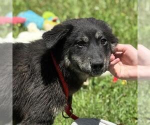 Huskies -Unknown Mix Dogs for adoption in Yardley, PA, USA