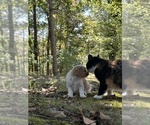 Small #4 Cavachon