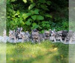 Small #1 French Bulldog