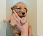 Small Photo #11 Golden Retriever Puppy For Sale in SALISBURY, NC, USA